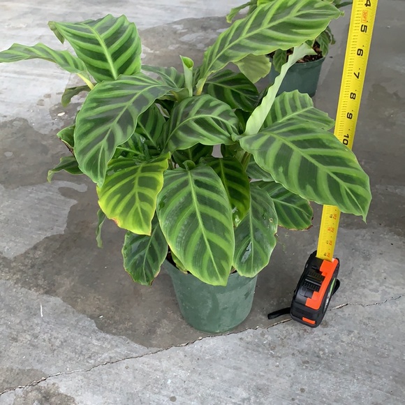There BIG💥Calathea zebras 🪴🪴💥😻 - Picture 2 of 6